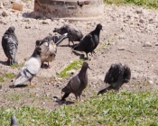 ����������� ����������� ��� ������ ���������� ��������� ����