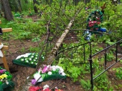 Могилы на кладбище города Назарово завалены поломанными деревьями (фото)