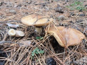 �������� ����