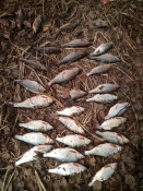 ������� ������������ ������ ����� ������������ ���������� � ��������