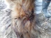 ������-������� ���� ���� �������