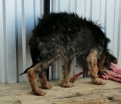 ������-������� ���� ���� �������