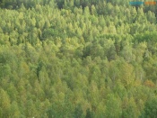 � ����������� ������ ����� ���������� ��������