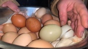 Яичная экзотика. Жительница Назаровского района держит кур, несущих синие и зелёные яйца