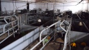 Новое оборудование и рабочие места. Компания Сибагро восстанавливает свинокомплекс в Назаровском районе