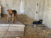 Жительница города Назарово просит помощи в спасении шести собак