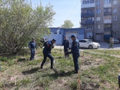 Около 50 саженцев лип и сосен появились на улице Арбузова 