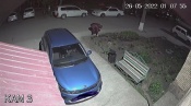 11 виол, 12 бархатцев – в городе Назарово появились «ночные похитители» саженцев