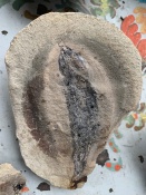 Улов, которому 350 миллионов лет. Житель Назаровского района нашёл камни с окаменелыми рыбами внутри