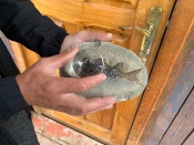 Улов, которому 350 миллионов лет. Житель Назаровского района нашёл камни с окаменелыми рыбами внутри