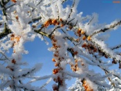 40-градусные морозы придут в Назарово на выходных