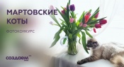 В Молодёжном центре Назаровского района стартовал фотоконкурс «Мартовские коты»