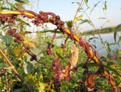 В одном из посёлков Назаровского района выявлен очаг опасного растения