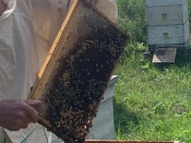 �������� ���������. � ����������� ������ ����, ��� � ���� �������� ���������� ���� 