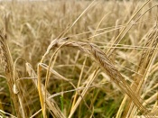 ��������� ����������: ������� ������� ������ �� ����� � ����������� ������