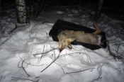 В Назаровском районе полицейские выявили факт незаконной охоты на косулю сибирскую