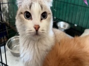 ���, ����, �����: ������ � ������� ����� ������ ������