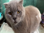 ���, ����, �����: ������ � ������� ����� ������ ������