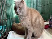 ���, ����, �����: ������ � ������� ����� ������ ������