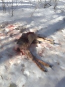 � ��������� ���� ���������� ����������� ���� ������